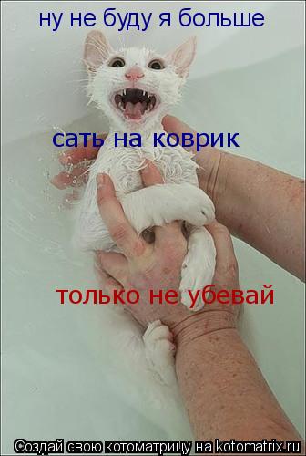 ну не буду я больше сать на коврик только не убевай... Котоматрица: ну не буду я больше сать на коврик только не убевай