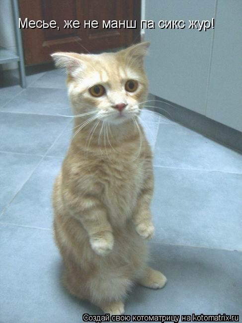Котоматрица: Месье, же не манш па сикс жур!