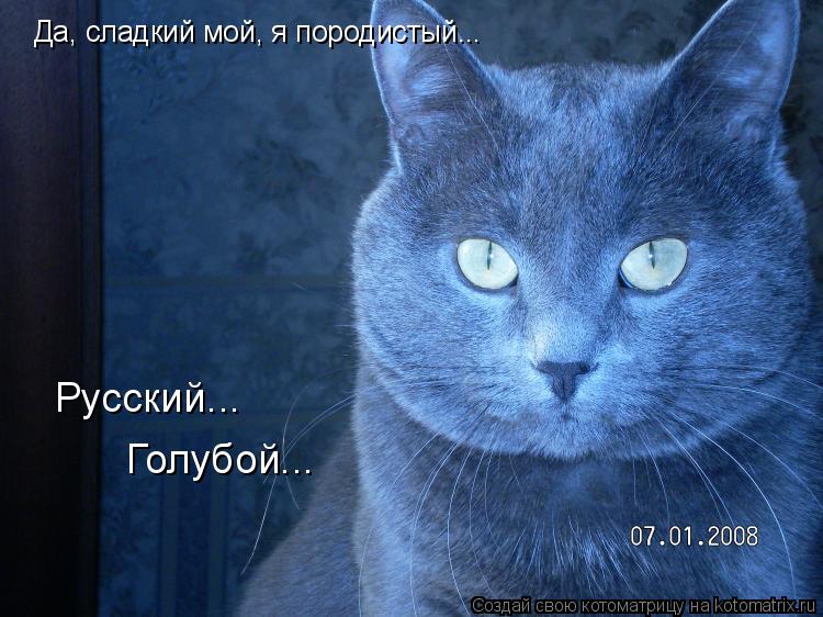 Да, сладкий мой, я породистый... Русский... Голубой...... Котоматрица: Да, сладкий мой, я породистый... Русский... Голубой...