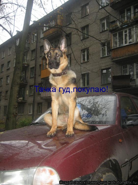 Котоматрица: Тачка гуд,покупаю!