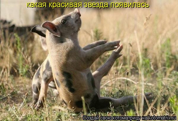 Котоматрица: какая красивая звезда появилась