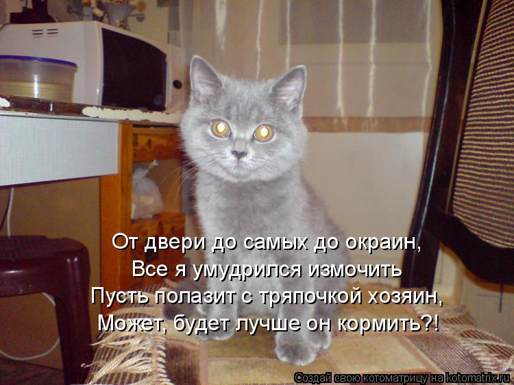 Котоматрица: От двери до самых до окраин,  Все я умудрился измочить Пусть полазит с тряпочкой хозяин,  Может, будет лучше он кормить?!