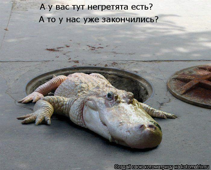 Котоматрица: А то у нас уже закончились? А у вас тут негретята есть?