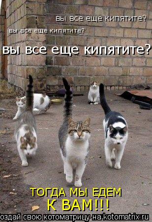 Котоматрица: вы все еще кипятите? вы все еще кипятите? вы все еще кипятите? ТОГДА МЫ ЕДЕМ К ВАМ!!!