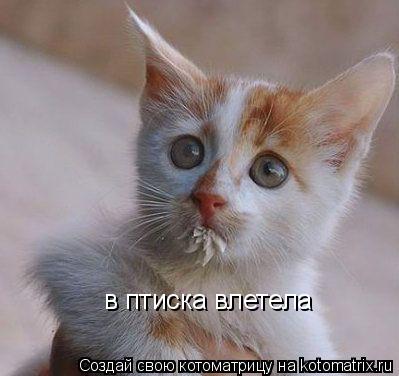 Котоматрица: в птиска влетела