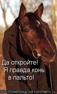 Котоматрица: Да откройте! Я правда конь в пальто!