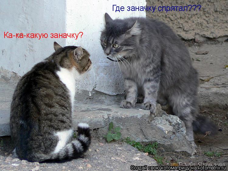 Котоматрица: Где заначку спрятал??? Ка-ка-какую заначку?