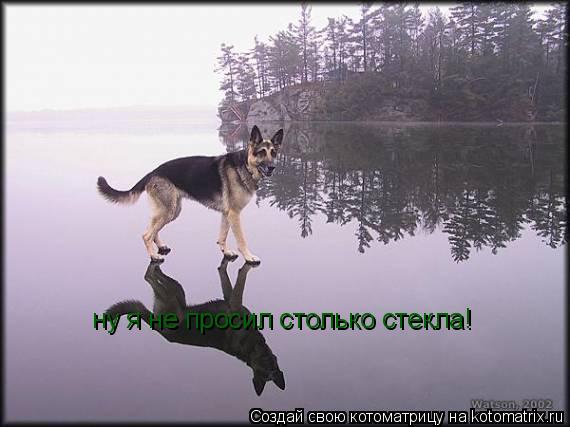 Котоматрица: ну я не просил столько стекла!