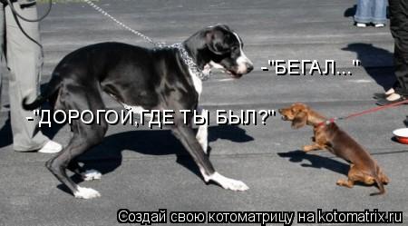 Котоматрица: -"БЕГАЛ..." -"ДОРОГОЙ,ГДЕ ТЫ БЫЛ?"