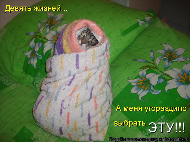 Девять жизней... А меня угораздило выбрать ЭТУ!!!... Котоматрица: Девять жизней... А меня угораздило выбрать ЭТУ!!!