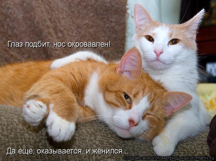 Глаз подбит, нос окровавлен! Да ещё, оказывается, и женился...... Котоматрица: Глаз подбит, нос окровавлен! Да ещё, оказывается, и женился...