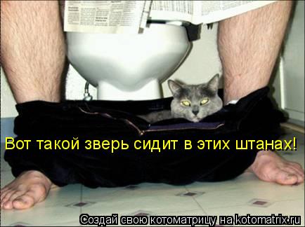 Вот такой зверь сидит в этих штанах!... Котоматрица: Вот такой зверь сидит в этих штанах!