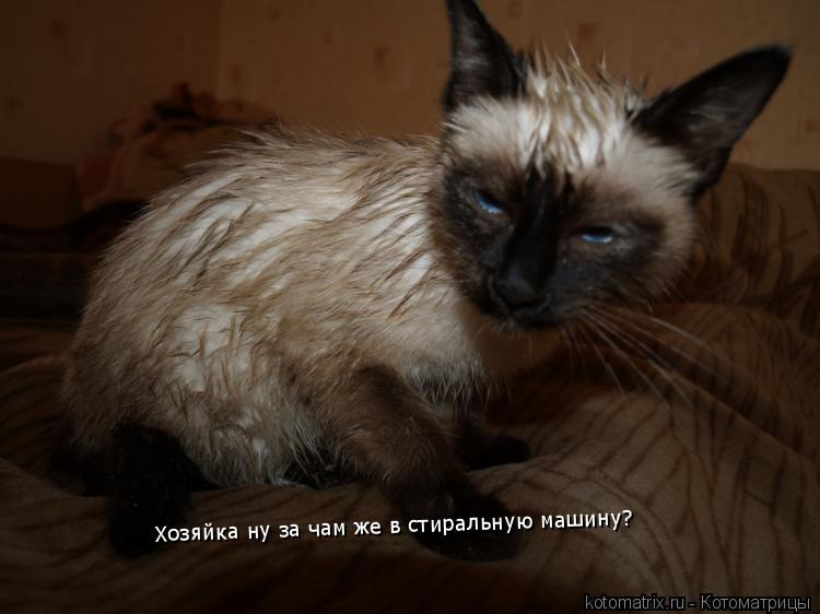 Хозяйка ну за чам же в стиральную машину?... Котоматрица: Хозяйка ну за чам же в стиральную машину?
