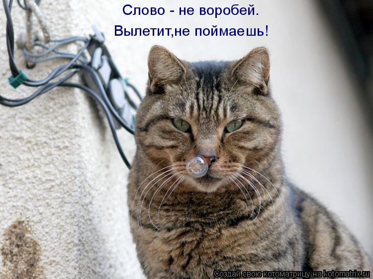 Слово - не воробей. Вылетит,не поймаешь!... Котоматрица: Слово - не воробей. Вылетит,не поймаешь!