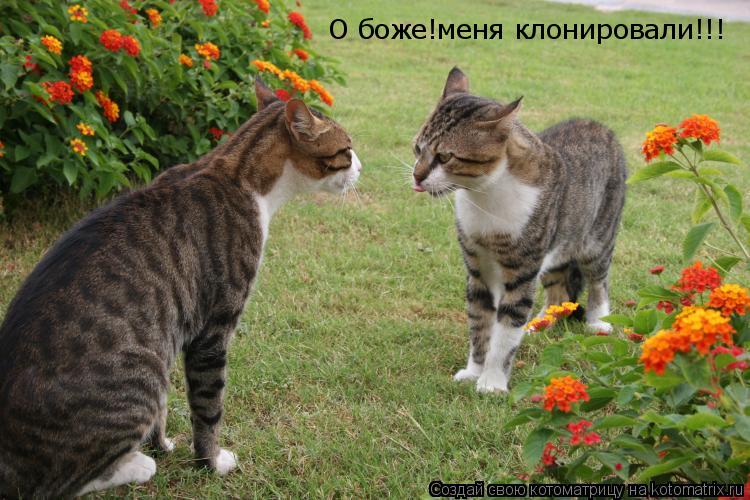 Котоматрица: О боже!меня клонировали!!!