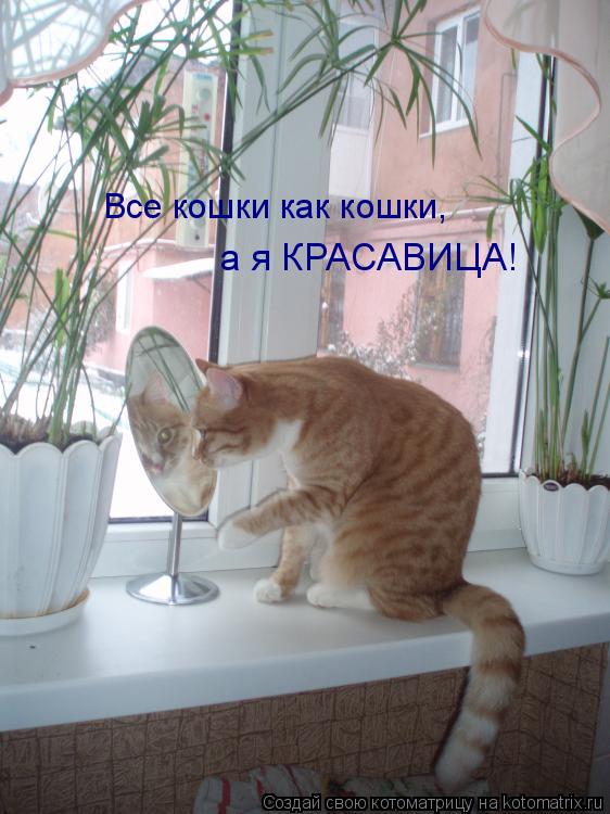 Котоматрица: Все кошки как кошки,  а я КРАСАВИЦА!