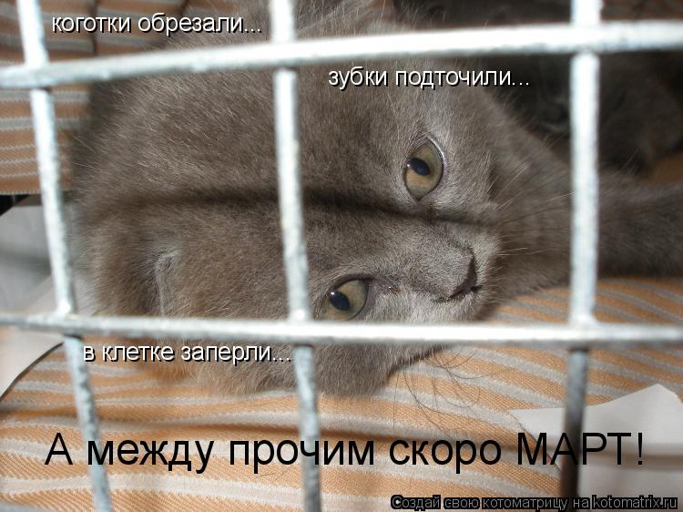 Котоматрица: коготки обрезали... зубки подточили... в клетке заперли... А между прочим скоро МАРТ!