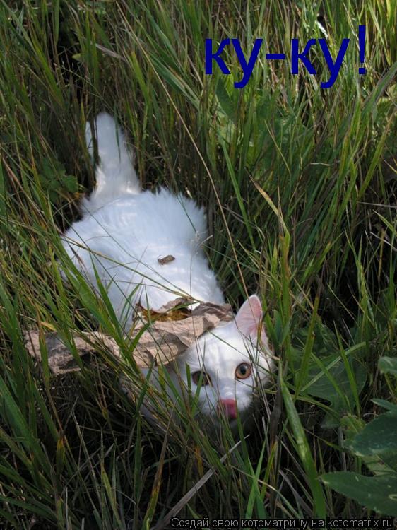 ку-ку!... Котоматрица: ку-ку!
