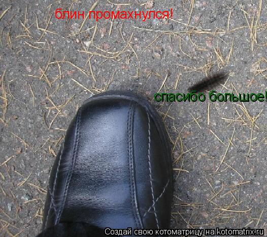 блин промахнулся! спасибо большое!... Котоматрица: блин промахнулся! спасибо большое!