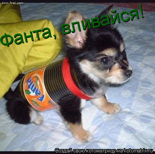 Фанта, вливайся!... Котоматрица: Фанта, вливайся!