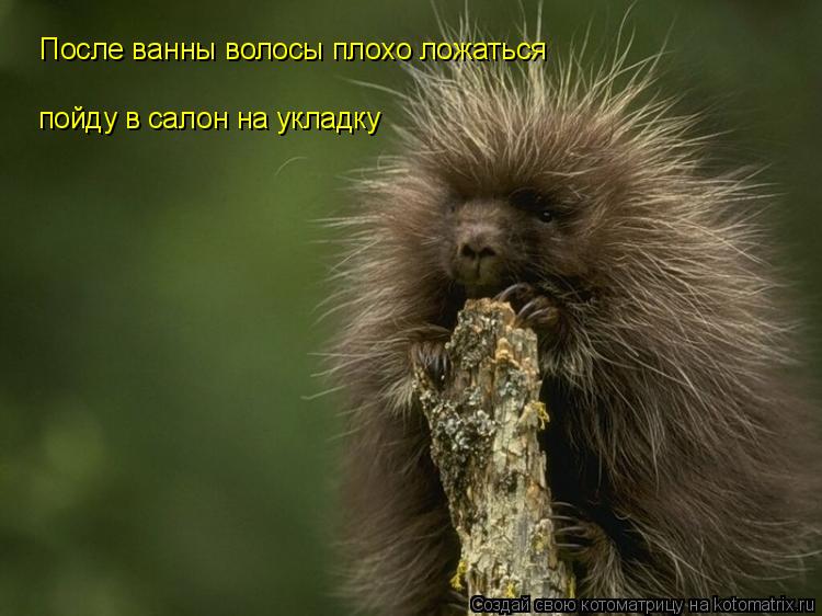 После ванны волосы плохо ложаться пойду в салон на укладку... Котоматрица: После ванны волосы плохо ложаться пойду в салон на укладку