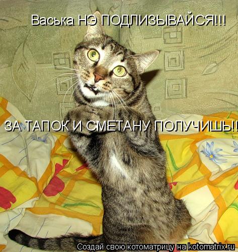 Котоматрица: Васька НЭ ПОДЛИЗЫВАЙСЯ!!! ЗА ТАПОК И СМЕТАНУ ПОЛУЧИШЬ!!!!
