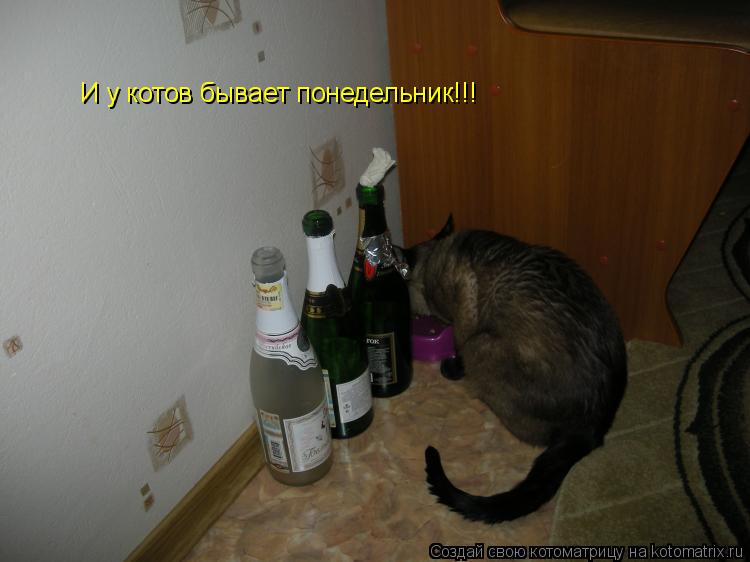 И у котов бывает понедельник!!!... Котоматрица: И у котов бывает понедельник!!!