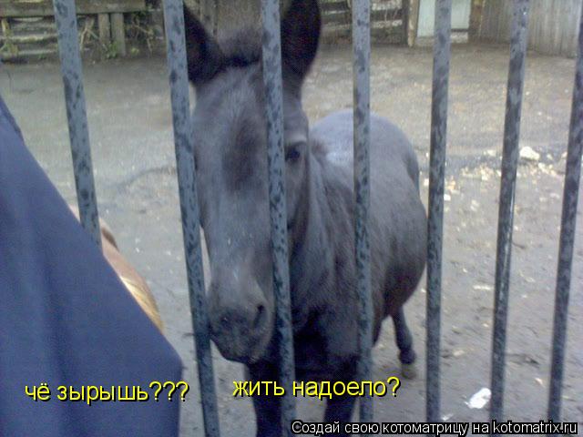 Котоматрица: чё зырышь??? жить надоело?