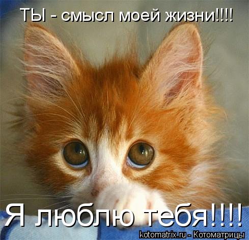 ТЫ - смысл моей жизни!!!! Я люблю тебя!!!!... Котоматрица: ТЫ - смысл моей жизни!!!! Я люблю тебя!!!!
