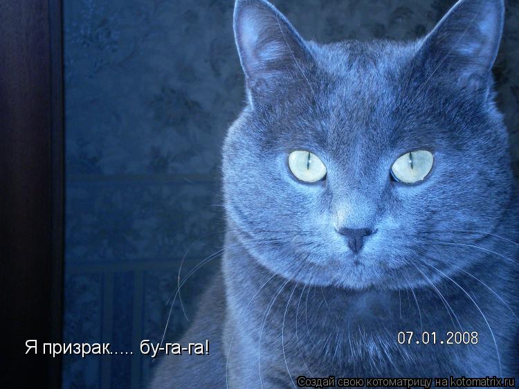 Я призрак..... бу-га-га!... Котоматрица: Я призрак..... бу-га-га!