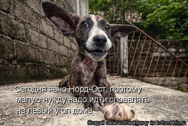 Котоматрица: - Сегодня явно Норд-Ост, поэтому  малую нужду надо идти справлять на левый угол дома...