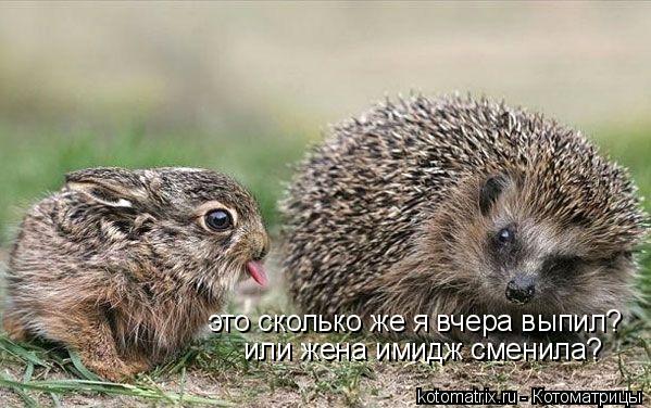 Котоматрица: это сколько же я вчера выпил? или жена имидж сменила?