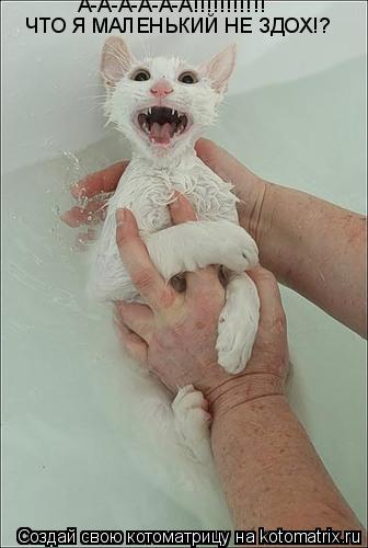 Котоматрица: ЧТО Я МАЛЕНЬКИЙ НЕ ЗДОХ!? А-А-А-А-А-А!!!!!!!!!!!