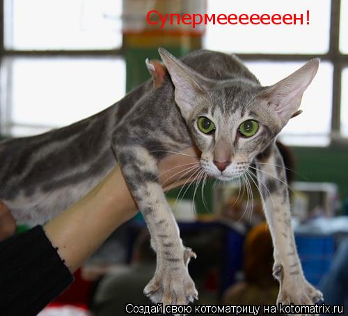 Котоматрица: Супермееееееен!