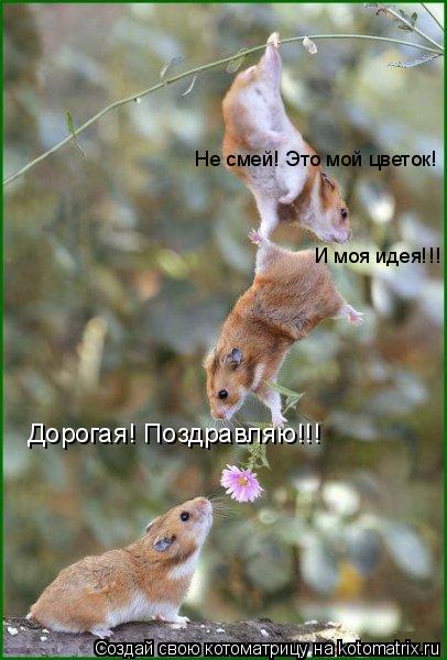 Котоматрица: Не смей! Это мой цветок! И моя идея!!! Дорогая! Поздравляю!!!