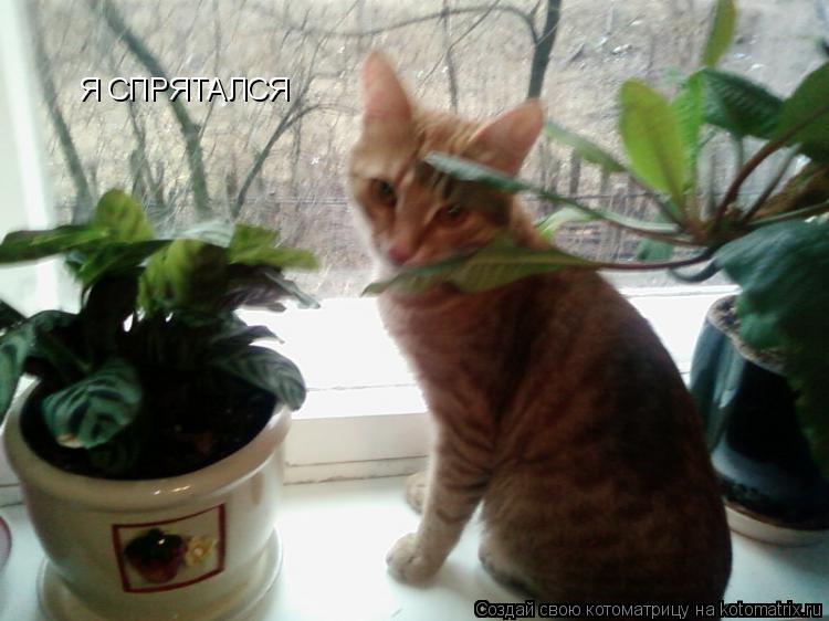 Котоматрица: Я СПРЯТАЛСЯ