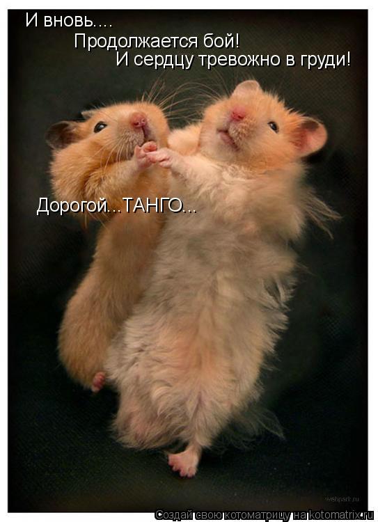 И вновь.... Продолжается бой! И сердцу тревожно в груди! И сердцу тревожно в груди! Дорогой...ТАНГО... Котоматрица: И вновь.... Продолжается бой! И сердцу тревожно в груди! И сердцу тревожно в груди! Дорогой...ТАНГО...