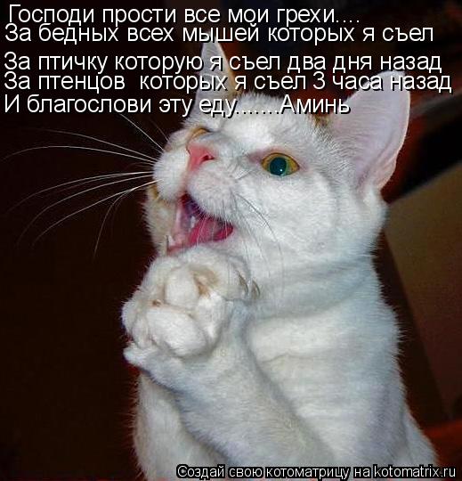 Котоматрица: Господи прости все мои грехи.... За бедных всех мышей которых я съел За птичку которую я съел два дня назад За птенцов  которых я съел 3 часа на