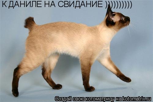 Котоматрица: К ДАНИЛЕ НА СВИДАНИЕ ))))))))))