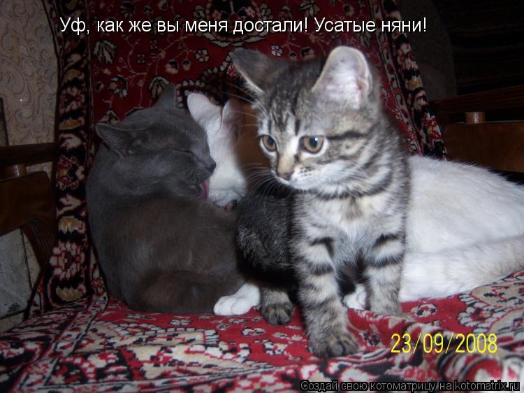 Котоматрица: Уф, как же вы меня достали! Усатые няни!