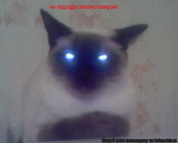 Котоматрица: не подходи загипнотизирую!