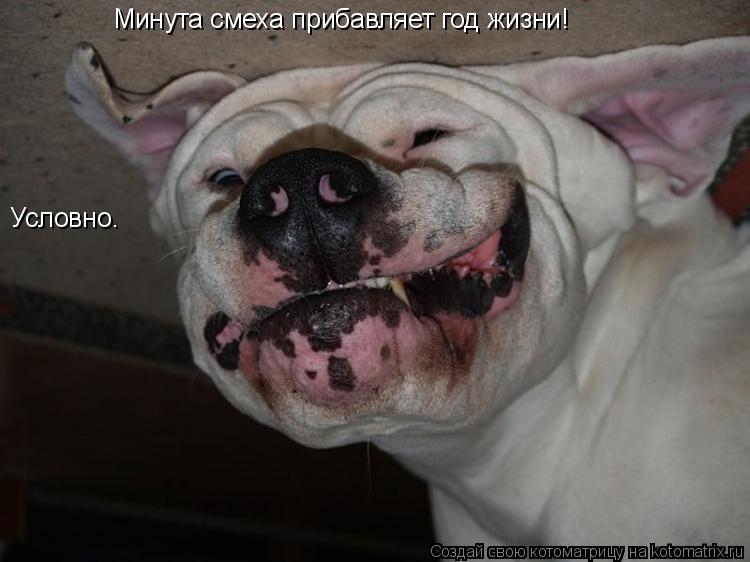 Котоматрица: Минута смеха прибавляет год жизни! Условно.