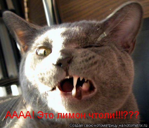 Котоматрица: АААА! Это лимон чтоли!!!???