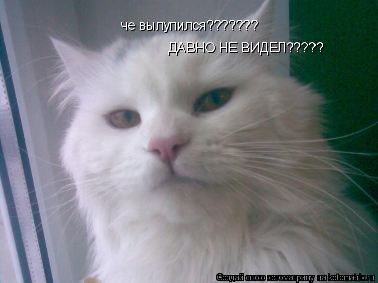Котоматрица: че вылупился??????? ДАВНО НЕ ВИДЕЛ?????