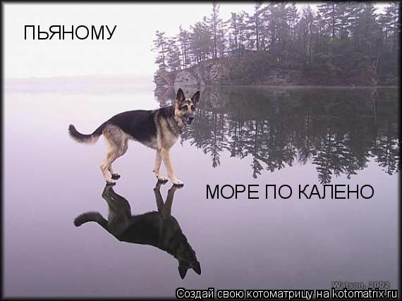 Котоматрица: ПЬЯНОМУ МОРЕ ПО КАЛЕНО