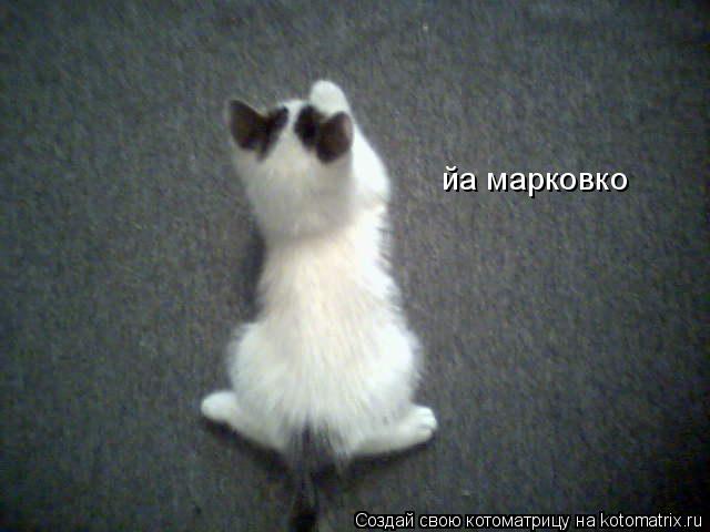 Котоматрица: йа марковко