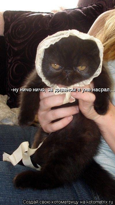 -ну ничо ничо, за диваном я уже насрал...... Котоматрица: -ну ничо ничо, за диваном я уже насрал...