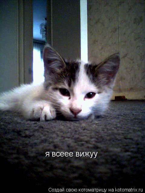 Котоматрица: я всеее вижуу