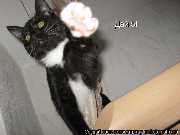 Дай 5!... Котоматрица: Дай 5!