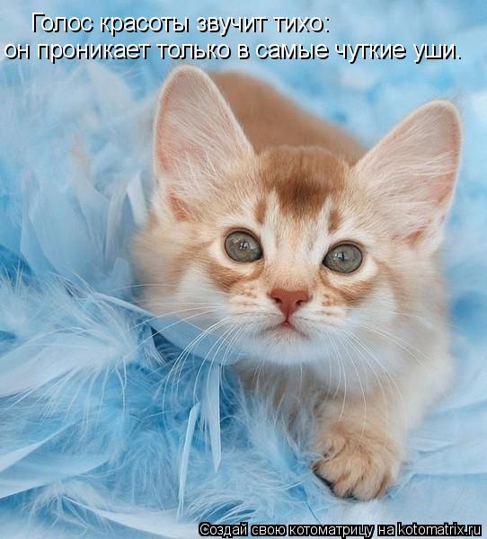 Котоматрица: Голос красоты звучит тихо:  он проникает только в самые чуткие уши.